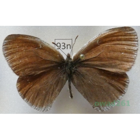 Erebia kalmuka Alphéraky, 1881 Kyrghyzstan93n